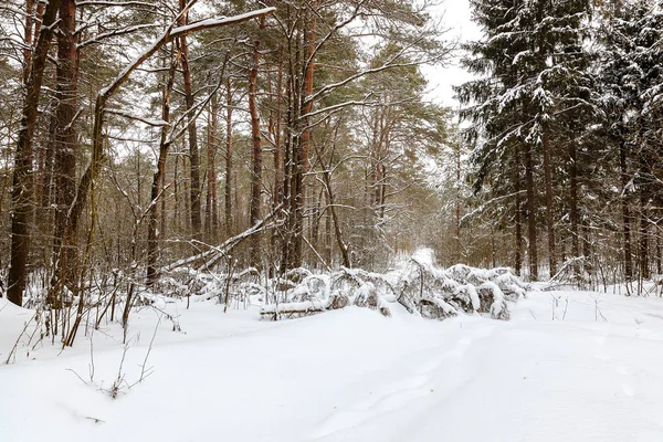 Güneşli bir kış kar orman — Stok fotoğraf
