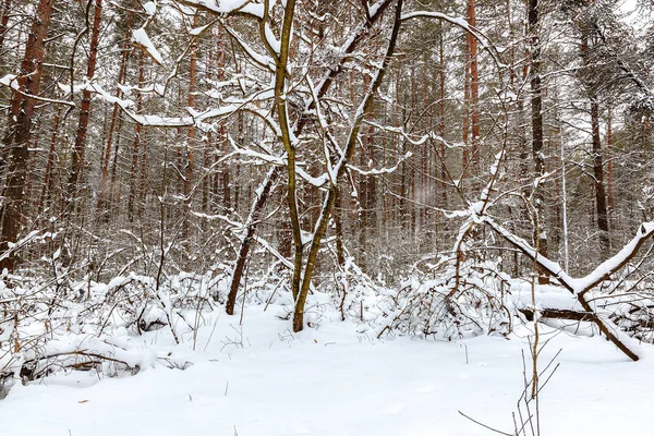 Bosque de nieve de invierno en un día soleado —  Fotos de Stock