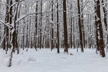 Kış orman. Ağaçlar kar altında. Doğa. Manzara.