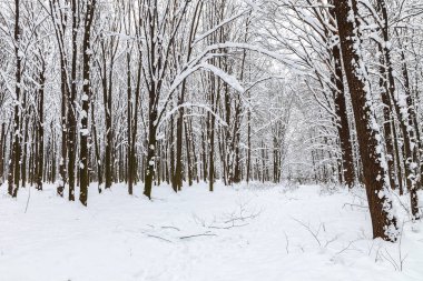 Kış orman. Ağaçlar kar altında. Doğa. Manzara.