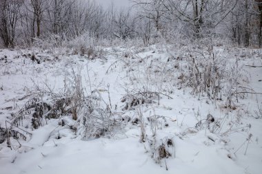 Kar altında kış ağaçları. Orman manzarası.