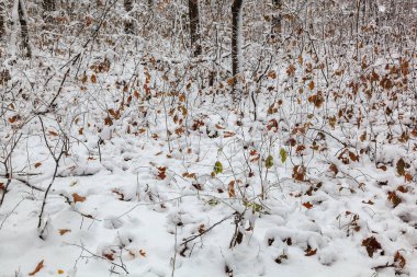 Kar altında kış ağaçları. Orman manzarası.