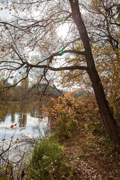 Herbstwald Und Fluss Gegen Den Blauen Himmel — Stockfoto