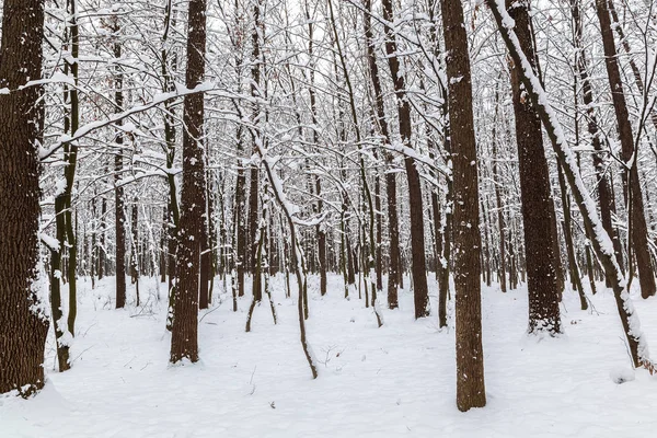 Bosque Invierno Árboles Bajo Nieve Naturaleza Paisaje —  Fotos de Stock