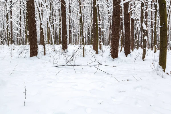 Forêt Hiver Des Arbres Sous Neige Nature Paysage — Photo