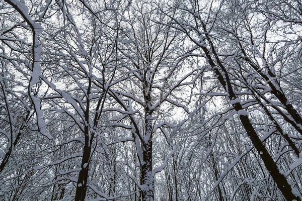 Winter Forest Bomen Onder Sneeuw Natuur Landschap — Stockfoto