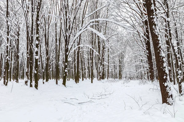 Bosque Invierno Árboles Bajo Nieve Naturaleza Paisaje — Foto de Stock