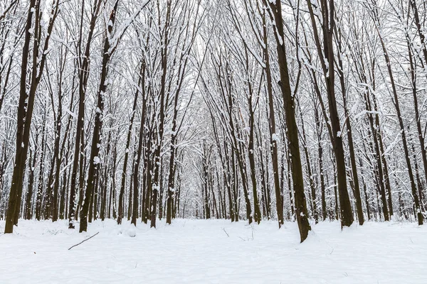 Foresta Invernale Alberi Sotto Neve Natura Paesaggio — Foto Stock