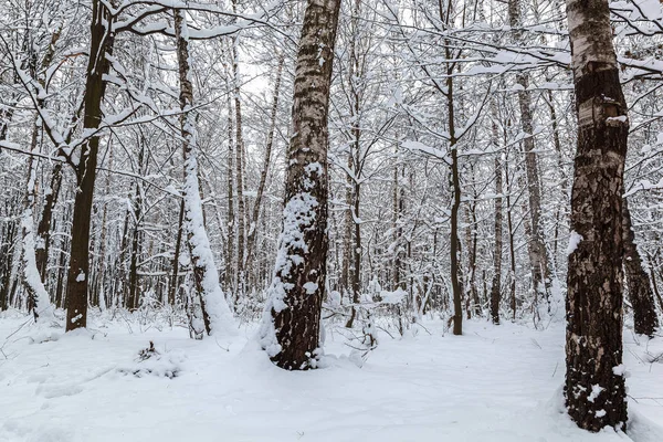 Bosque Invierno Árboles Bajo Nieve Naturaleza Paisaje —  Fotos de Stock