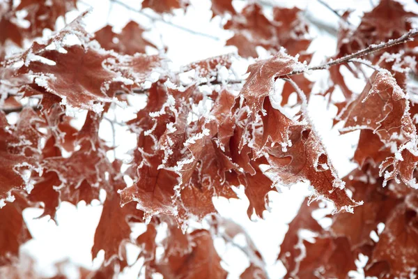 Δρύινα Φύλλα Κάτω Από Χιόνι Χειμώνα — Φωτογραφία Αρχείου