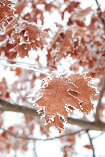 Folhas Carvalho Sob Neve Inverno — Fotografia de Stock