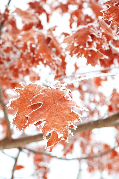 冬天的橡树在雪下落叶 — 图库照片