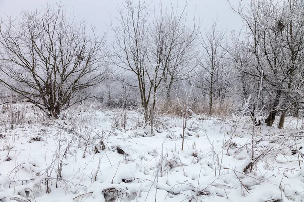 Árboles Invierno Bajo Nieve Bosque Paisaje — Foto de Stock