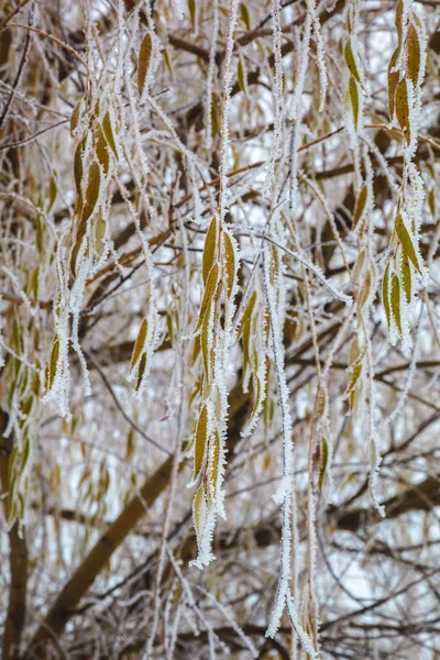 Árvores Inverno Sob Neve Paisagem Florestal — Fotografia de Stock