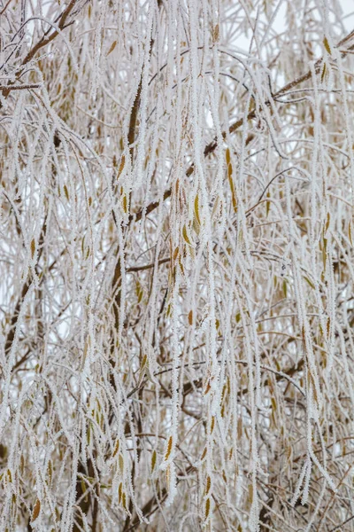 Winterbäume Unter Dem Schnee Waldlandschaft — Stockfoto