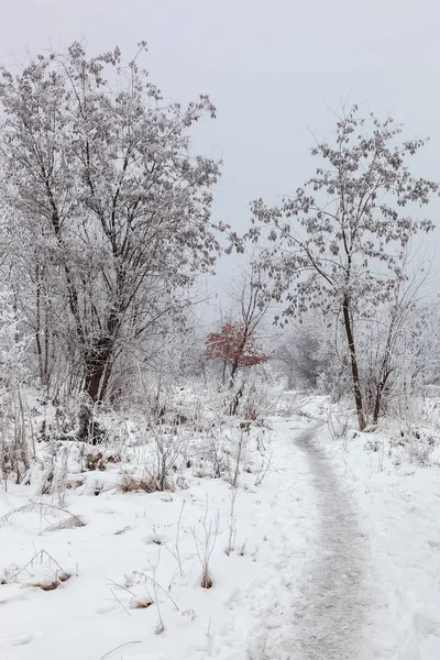 Зимние Деревья Снегом Лес — стоковое фото