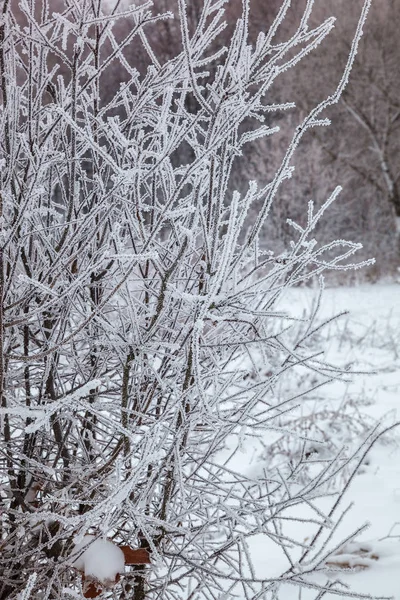 Vinterträd Snön Skogslandskap — Stockfoto