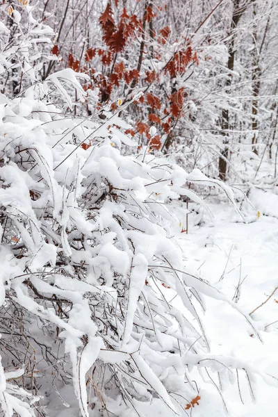 Зимові Дерева Під Снігом Лісовий Пейзаж — стокове фото