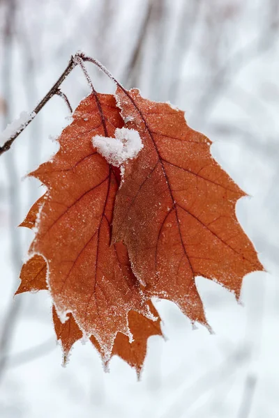 冬天的橡树在雪下落叶 — 图库照片