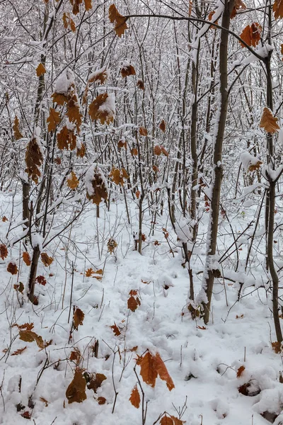 Winterbäume Unter Dem Schnee Waldlandschaft — Stockfoto