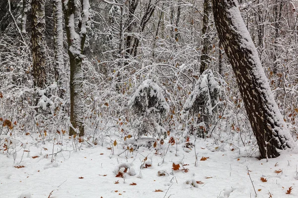 Árboles Invierno Bajo Nieve Bosque Paisaje — Foto de Stock