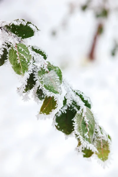 Ramo Verde Sob Neve Branca Inverno — Fotografia de Stock