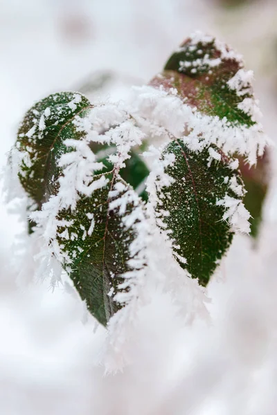 Πράσινο Κλαδί Κάτω Από Λευκό Χιόνι Χειμώνα — Φωτογραφία Αρχείου