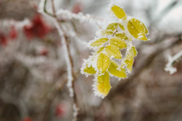 Ramo Verde Sob Neve Branca Inverno — Fotografia de Stock