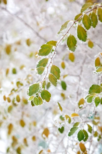 Rama Verde Bajo Nieve Blanca Invierno —  Fotos de Stock