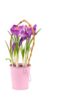 Beyaz arkaplanda izole edilmiş Crocus çiçekleri.