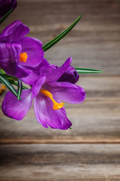 Crocus Blommor Den Trä Bakgrund — Stockfoto