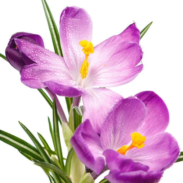 Krokus Blommor Isolerad Vit Bakgrund — Stockfoto