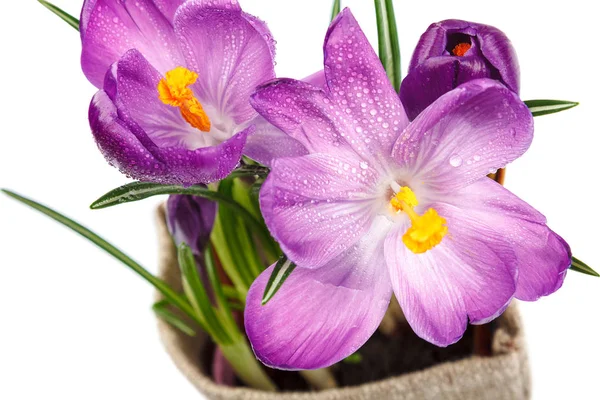 Krokus Blommor Isolerad Vit Bakgrund — Stockfoto