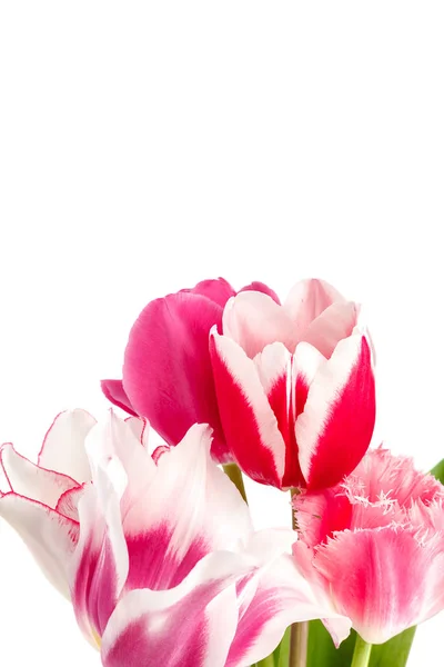 Букет Цветов Тюльпанов Белом Фоне — стоковое фото