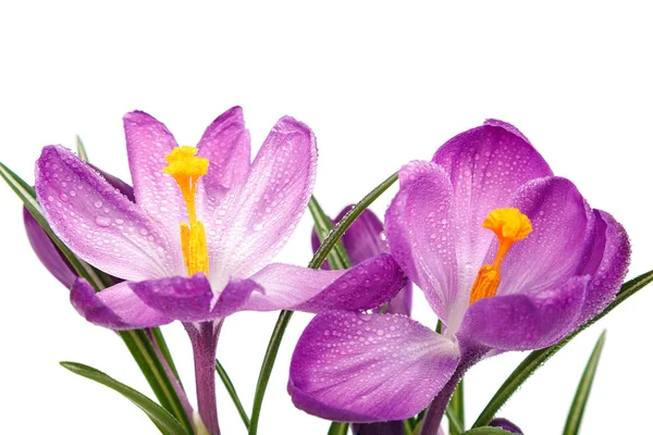 Krokus Blommor Isolerad Vit Bakgrund — Stockfoto