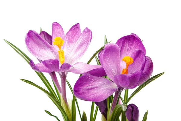 Krokus Blommor Isolerad Vit Bakgrund — Stockfoto