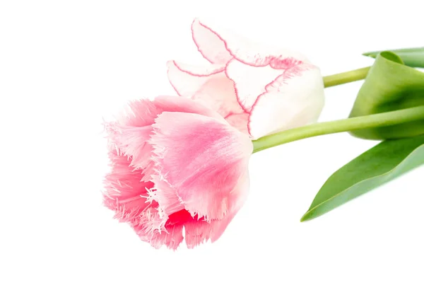 Tulipani Fiori Bouquet Isolato Sfondo Bianco — Foto Stock