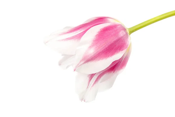 Ramo Flores Tulipanes Aislado Sobre Fondo Blanco —  Fotos de Stock