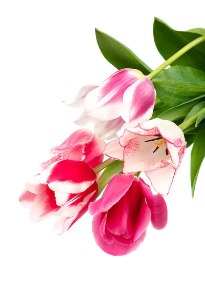 Tulpen Blumen Blumenstrauß Isoliert Auf Weißem Hintergrund — Stockfoto