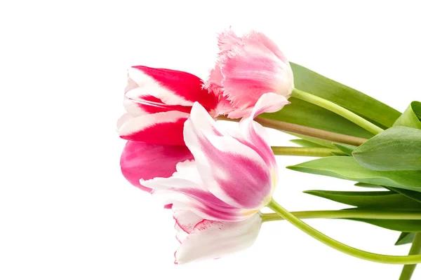 Tulipani Fiori Bouquet Isolato Sfondo Bianco — Foto Stock