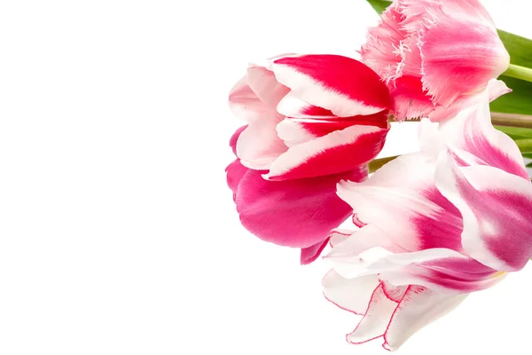 Tulpen Blumen Blumenstrauß Isoliert Auf Weißem Hintergrund — Stockfoto