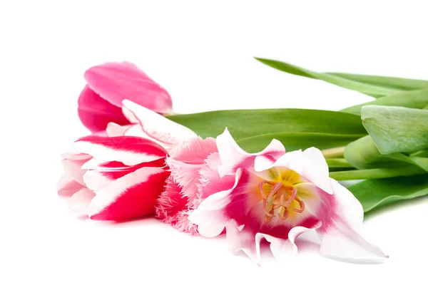 Tulpaner Blommor Bukett Isolerad Vit Bakgrund — Stockfoto