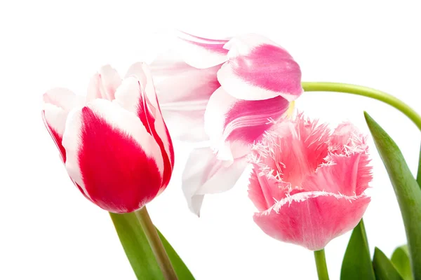 Tulpen Blumen Blumenstrauß Isoliert Auf Weißem Hintergrund — Stockfoto