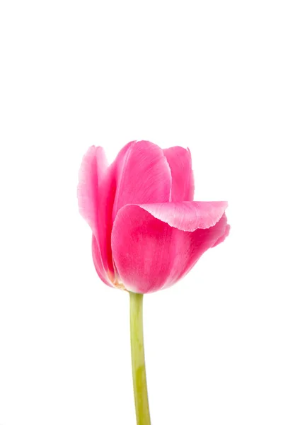 Ramo Flores Tulipanes Aislado Sobre Fondo Blanco —  Fotos de Stock