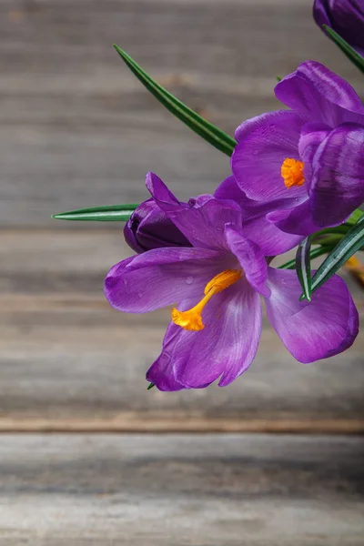 Crocus Blommor Den Trä Bakgrund — Stockfoto