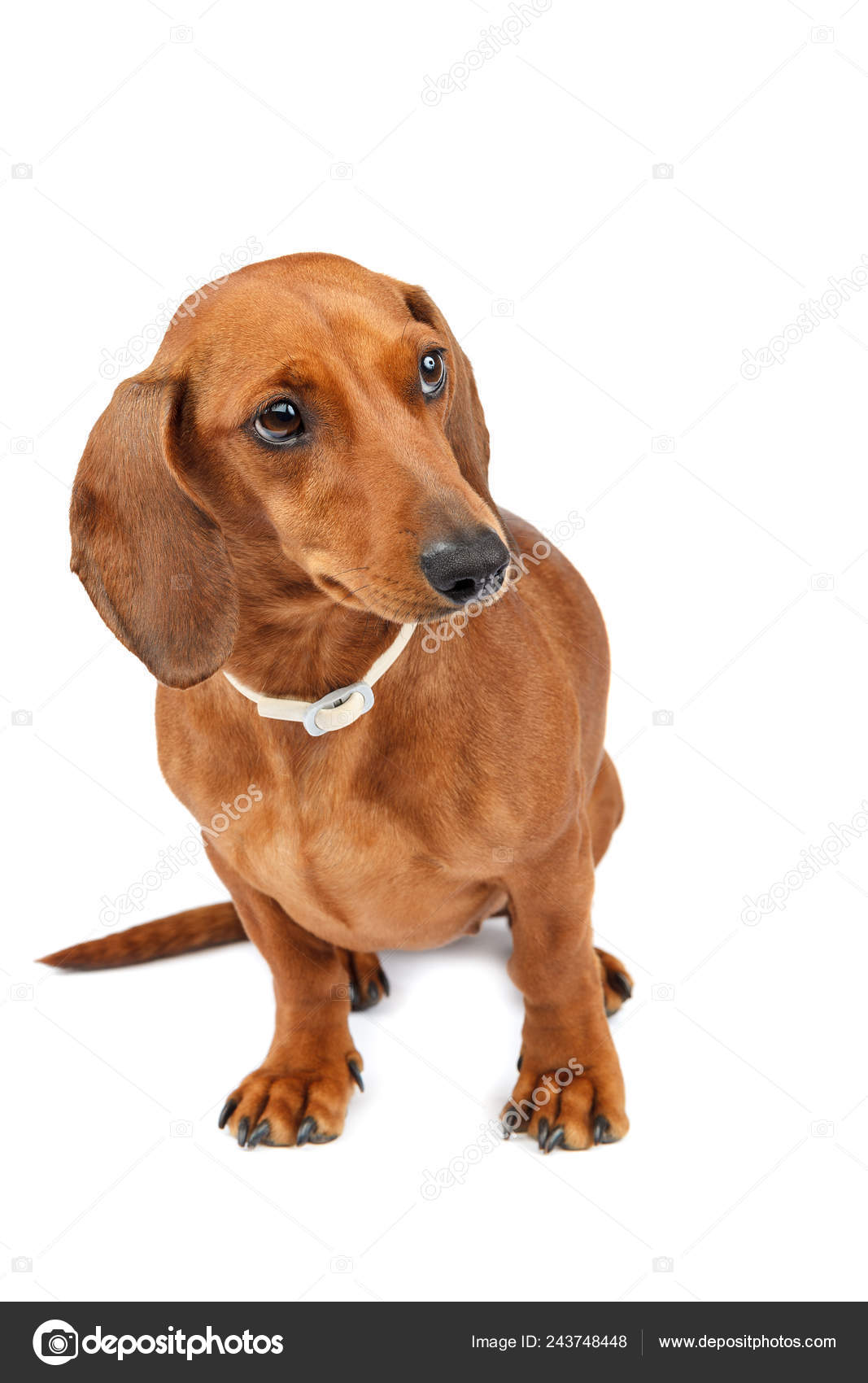 Red Haired Smooth Haired Dog Dachshund Breed Isolated White