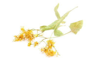 Beyaz arka plan üzerinde izole kuru ıhlamur çiçek.