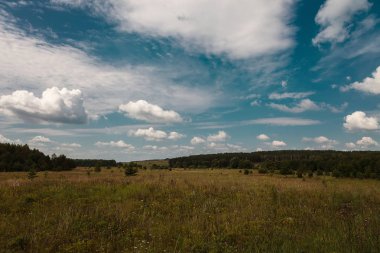 Güneşli bir günde yeşil çayır ve buğday alanı.