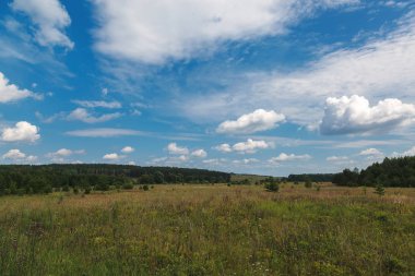 Güneşli bir günde yeşil çayır ve buğday alanı.