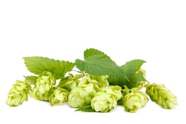 Beyaz arka plan üzerinde izole atlama yakın çekim ile şube.